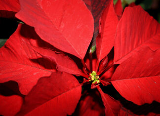 Poinsettia, Flower, Closeup