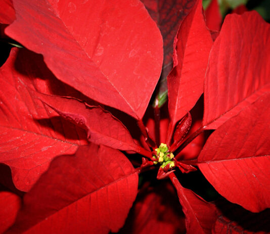 Poinsettia, Flower, Closeup