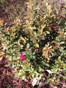 Growing Encore Azalaea Showing Minor Cold Damage To Leaves After Exposure To 20 Degrees. Jm