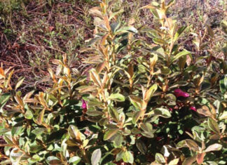 Growing Encore Azalaea Showing Minor Cold Damage To Leaves After Exposure To 20 Degrees. Jm