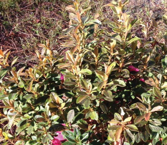 Growing Encore Azalaea Showing Minor Cold Damage To Leaves After Exposure To 20 Degrees. Jm