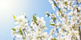 Spring Tree