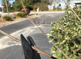 Growing Making A Heading Cut Will Stimulate Branching From Lateral Buds Below Cut. Jm Ufifas