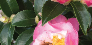 Honey Bee On Winter Blooming Camellia Jm