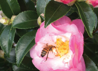 Honey Bee On Winter Blooming Camellia Jm