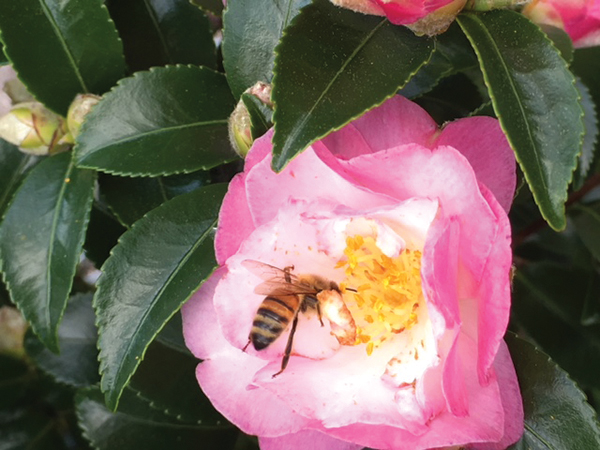 Honey Bee On Winter Blooming Camellia Jm