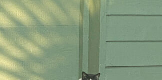 30a Cats Img 2541