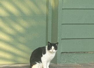 30a Cats Img 2541