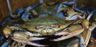 Crabby