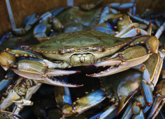 Crabby