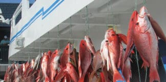 Capt Andersons Snapper Pic