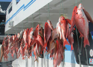 Capt Andersons Snapper Pic