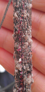 Growing Crapemyrtle Bark Scale Are White To Grey And Ooze Pink. G Knox Ufifas