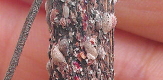 Growing Crapemyrtle Bark Scale Are White To Grey And Ooze Pink. G Knox Ufifas