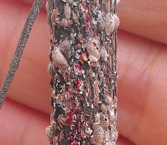 Growing Crapemyrtle Bark Scale Are White To Grey And Ooze Pink. G Knox Ufifas