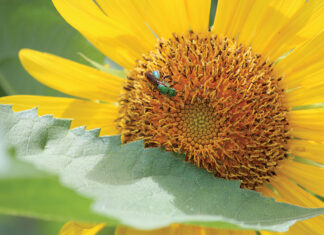 Growing Sunflower With Gold Green Sweat Bee Augochlora Pura 082122 Jm