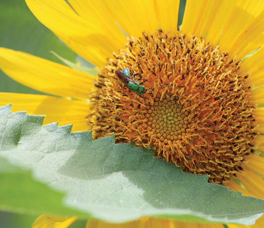 Growing Sunflower With Gold Green Sweat Bee Augochlora Pura 082122 Jm