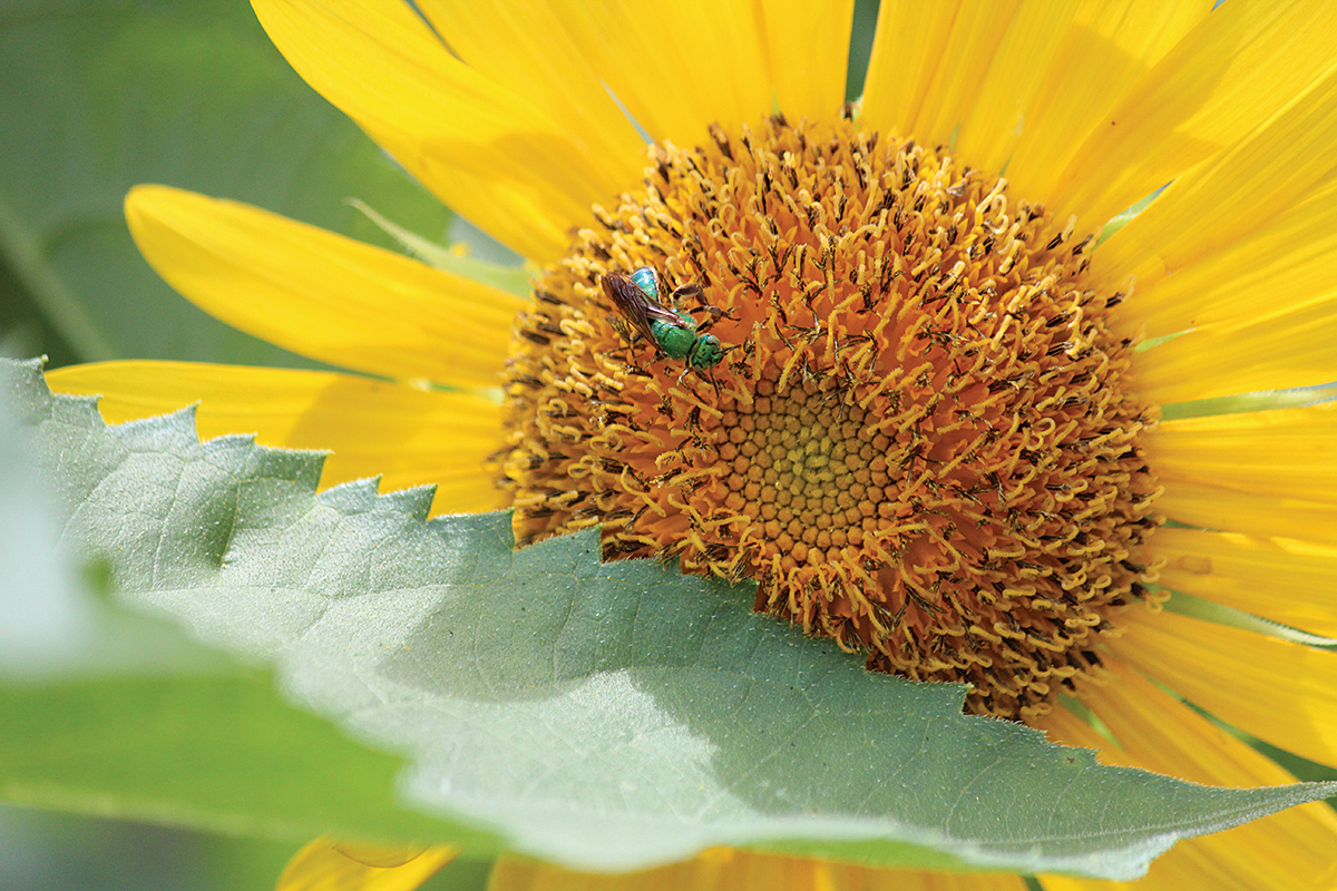 Growing Sunflower With Gold Green Sweat Bee Augochlora Pura 082122 Jm