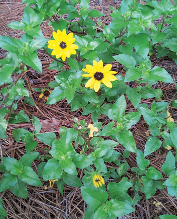 Growing Beach Sunflower