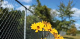 Growing Swamp Sunflower Along Fenceline October Jm