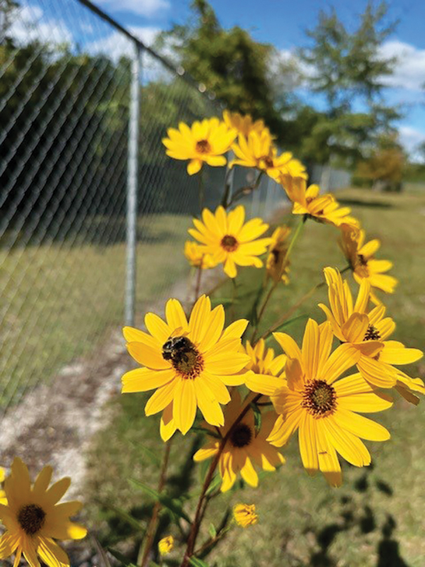 Growing Swamp Sunflower Along Fenceline October Jm