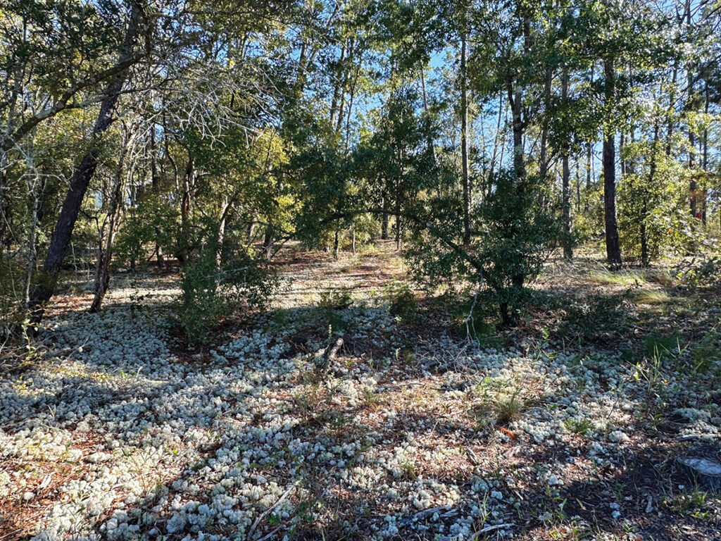 Growing Reindeer Moss Can Cover A Large Area Of Bare Ground J Mcconnell Ufifas