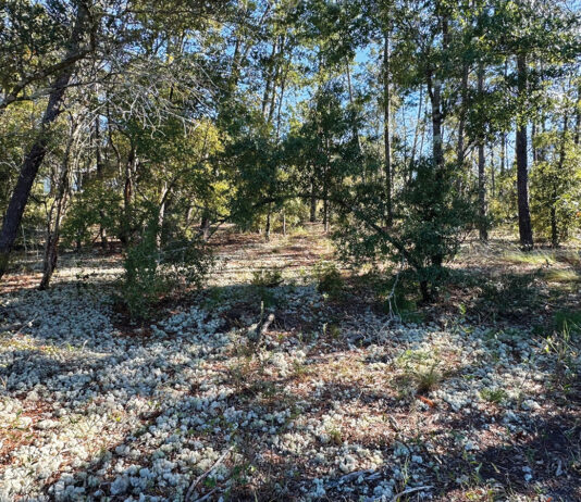 Growing Reindeer Moss Can Cover A Large Area Of Bare Ground J Mcconnell Ufifas