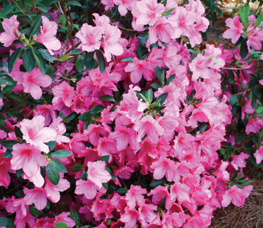 Azalea Formosa Azalea J Mcconnell Ufifas