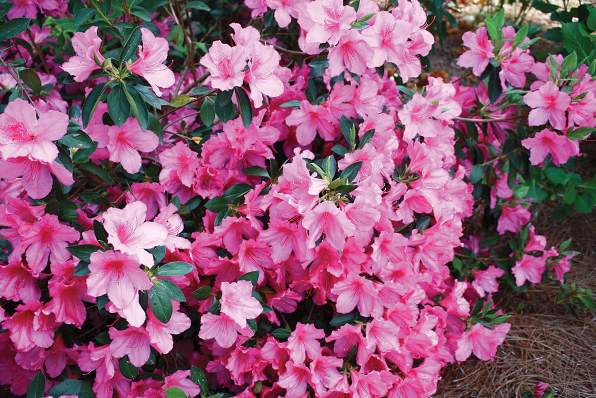Let’s Get Growing with Julie: Growing Azaleas Successfully - PCB Life ...