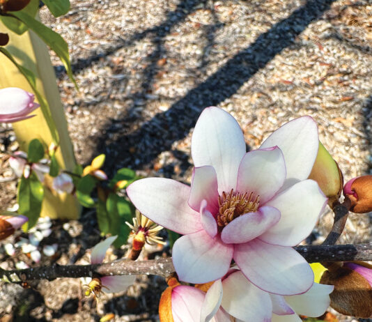 Fairy Blush Magnolia Bloom Jm Photo Mar 03 2024 10 59 36 Am