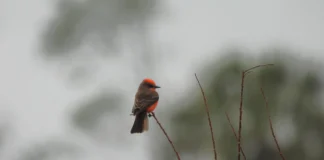 Bay County Audubon Bird