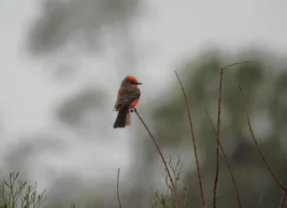 Bay County Audubon Bird