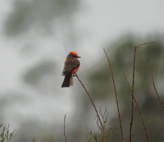 Bay County Audubon Bird