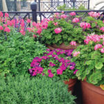 Growing Sun Plants In These Containers Include Rosemary Geraniums And Petunia. Jmcconnell Ufifas