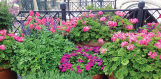 Growing Sun Plants In These Containers Include Rosemary Geraniums And Petunia. Jmcconnell Ufifas