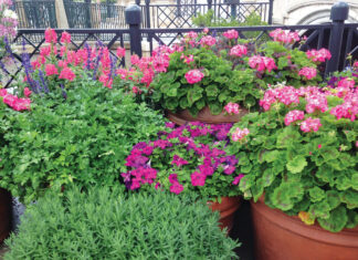 Growing Sun Plants In These Containers Include Rosemary Geraniums And Petunia. Jmcconnell Ufifas