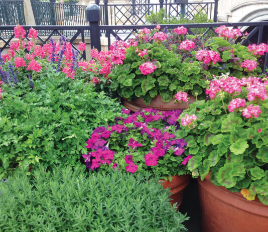 Growing Sun Plants In These Containers Include Rosemary Geraniums And Petunia. Jmcconnell Ufifas