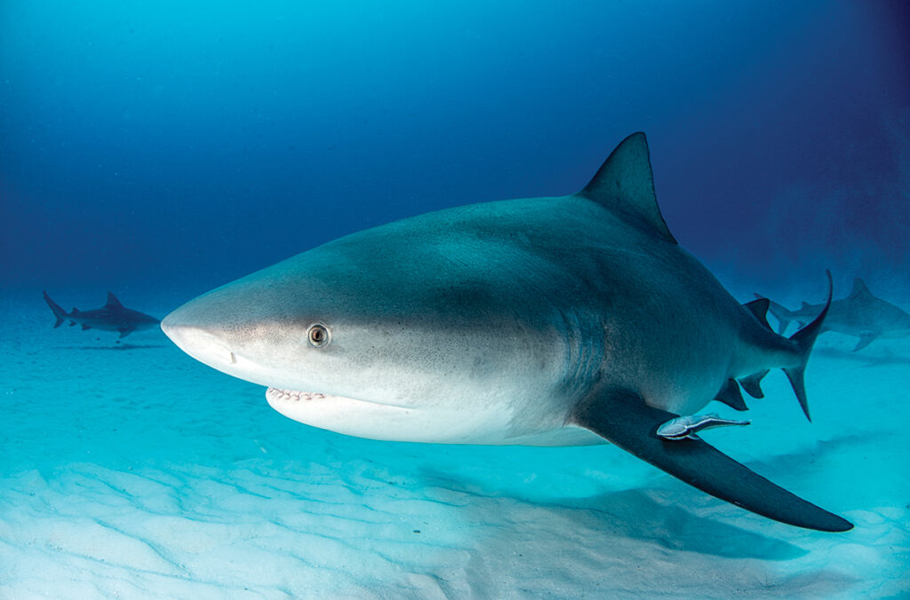 Bull shark swims along white sand at the bottom of the ocean.