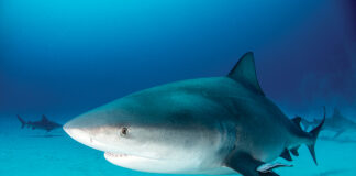 Bull shark swims along white sand at the bottom of the ocean.