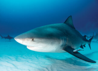 Bull shark swims along white sand at the bottom of the ocean.