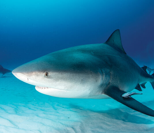 Bull shark swims along white sand at the bottom of the ocean.