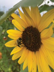 Growing Bumble Bee With A Loaded Pollen Basket Visting A Sunflower J Mcconnell Ufifas