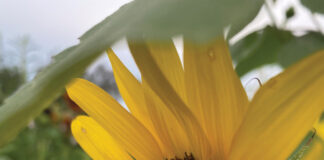 Growing Bumble Bee With A Loaded Pollen Basket Visting A Sunflower J Mcconnell Ufifas