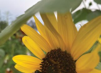 Growing Bumble Bee With A Loaded Pollen Basket Visting A Sunflower J Mcconnell Ufifas