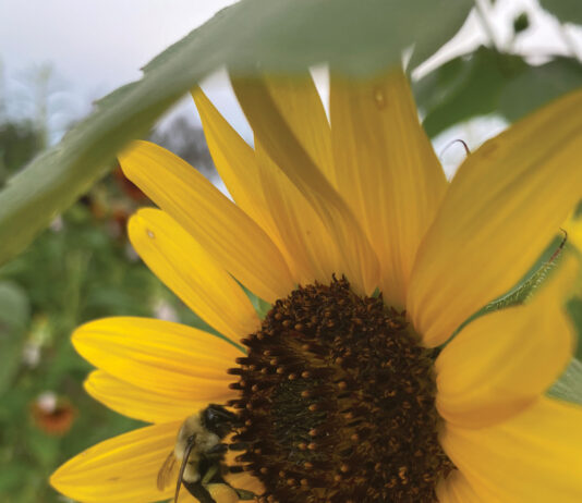 Growing Bumble Bee With A Loaded Pollen Basket Visting A Sunflower J Mcconnell Ufifas