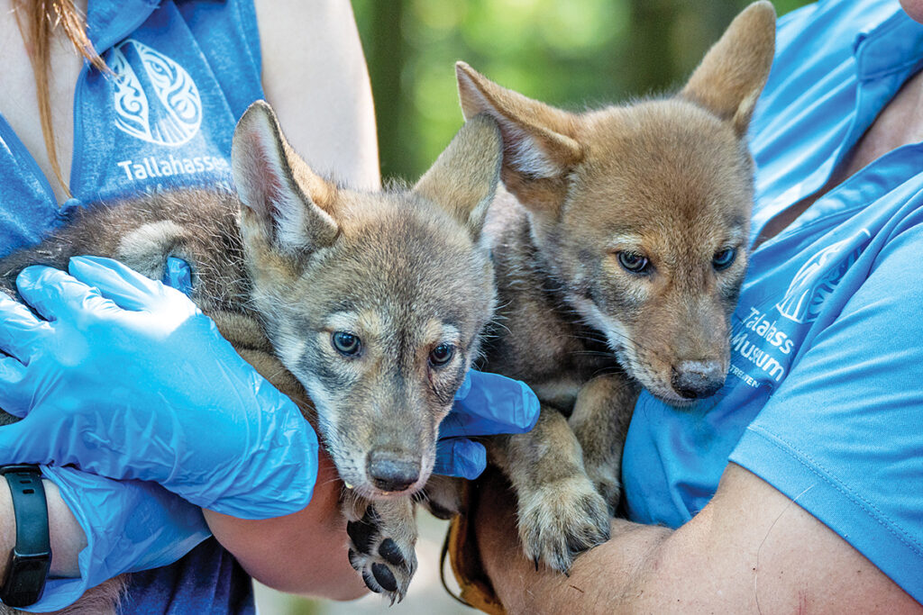 Tallahassee Museum Announces the Birth of Red Wolf Puppies