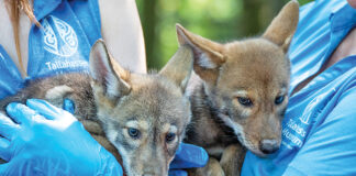 Tallahassee Museum Announces the Birth of Red Wolf Puppies