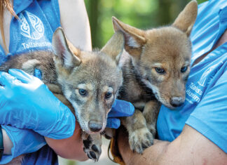 Tallahassee Museum Announces the Birth of Red Wolf Puppies