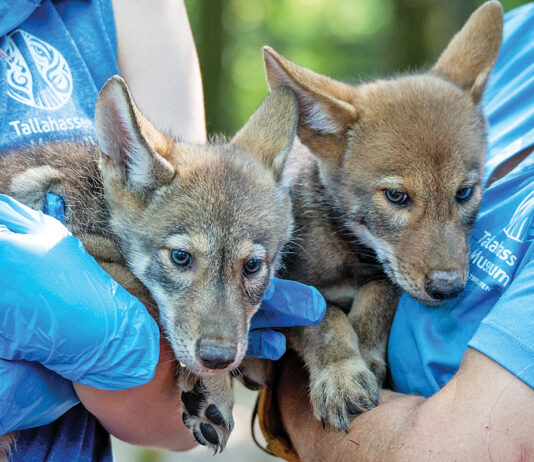 Tallahassee Museum Announces the Birth of Red Wolf Puppies