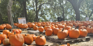 Camp Helen State Park Pumpkin Patch With Pup